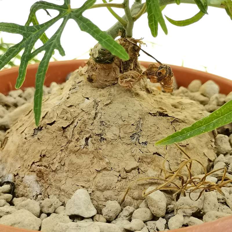 Adenia stenodactyla 16 cm. | Passifloraceae - Giromagi vendita piante ...