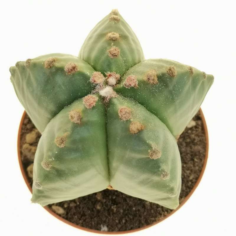 Astrophytum Myriostigma Var. Strongylogonum F. Nudum Cv. Costa 10 Cm ...