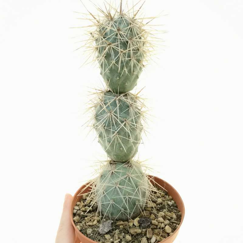 Tephrocactus Alexanderi Cm Cactaceae Giromagi Vendita Piante Grasse