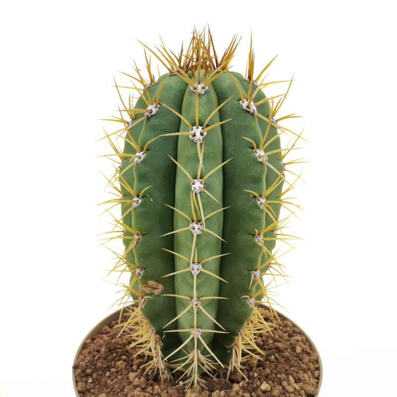 Trichocereus Pasacana 20 Cm. 