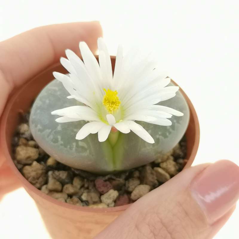 Lithops Marmorata Framesii C 58 5 5 Cm Aizoaceae Giromagi