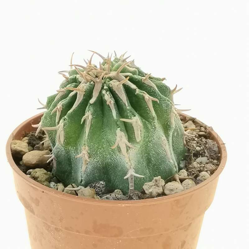 Euphorbia columnaris (Own roots) 5,5 cm. | Euphorbiaceae - Giromagi ...