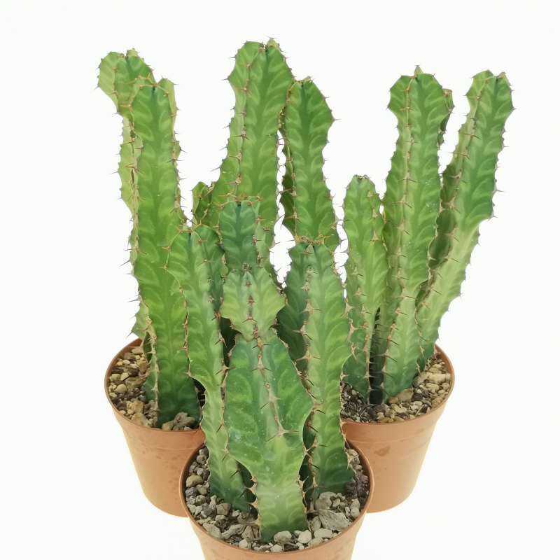 Euphorbia pseudocactus - Giromagi