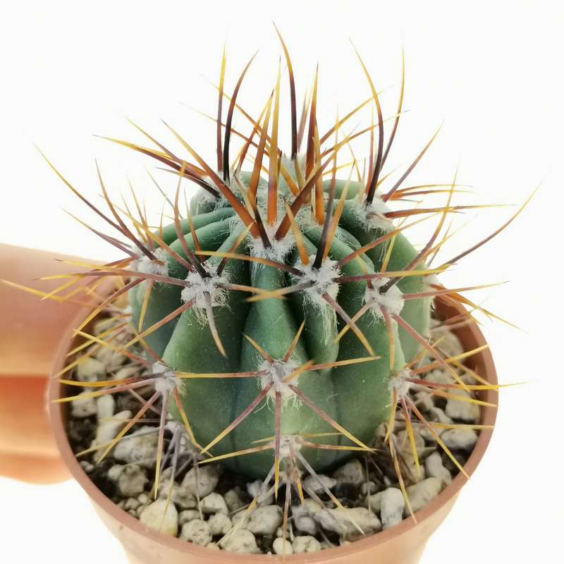 Lobivia ferox (Catamarca) 5,5 cm. | Cactaceae - Giromagi vendita piante ...