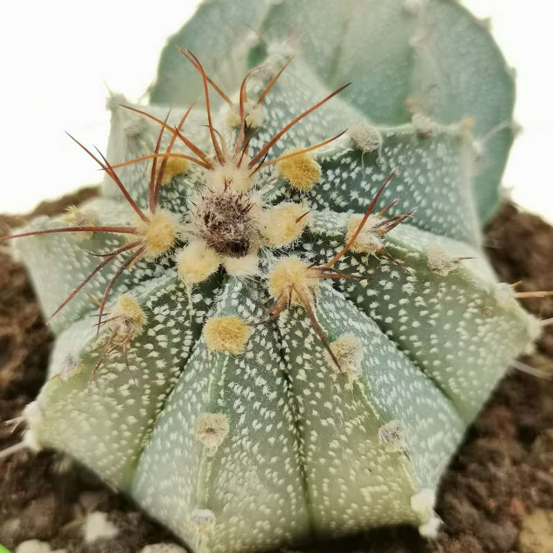 Astrophytum asterias hybrid (CITES) f. dicotomica - Giromagi