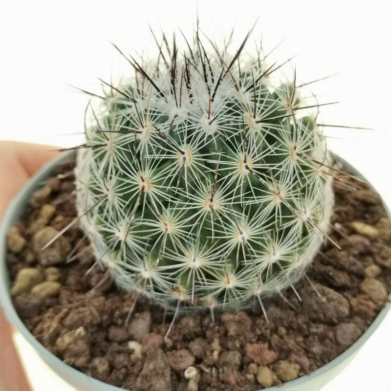 Thelocactus conothelos subs. aurantiacus 10 cm. | Cactaceae - Giromagi ...