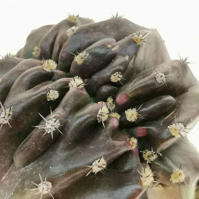 Echinopsis eyriesii (Purple Skin) f. crestata - Giromagi