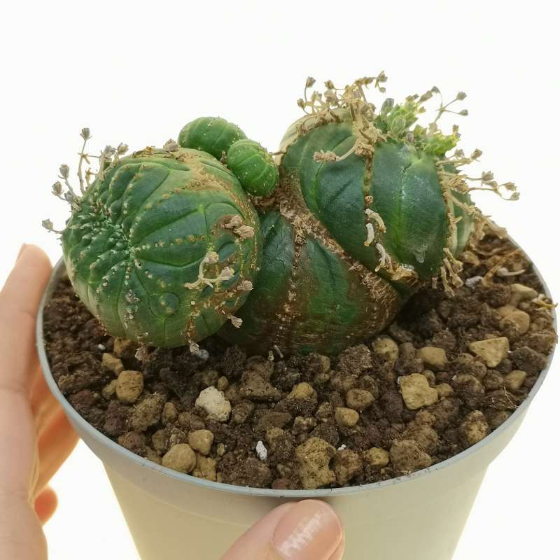 Euphorbia obesa f. crestata prolifera (Rare form)