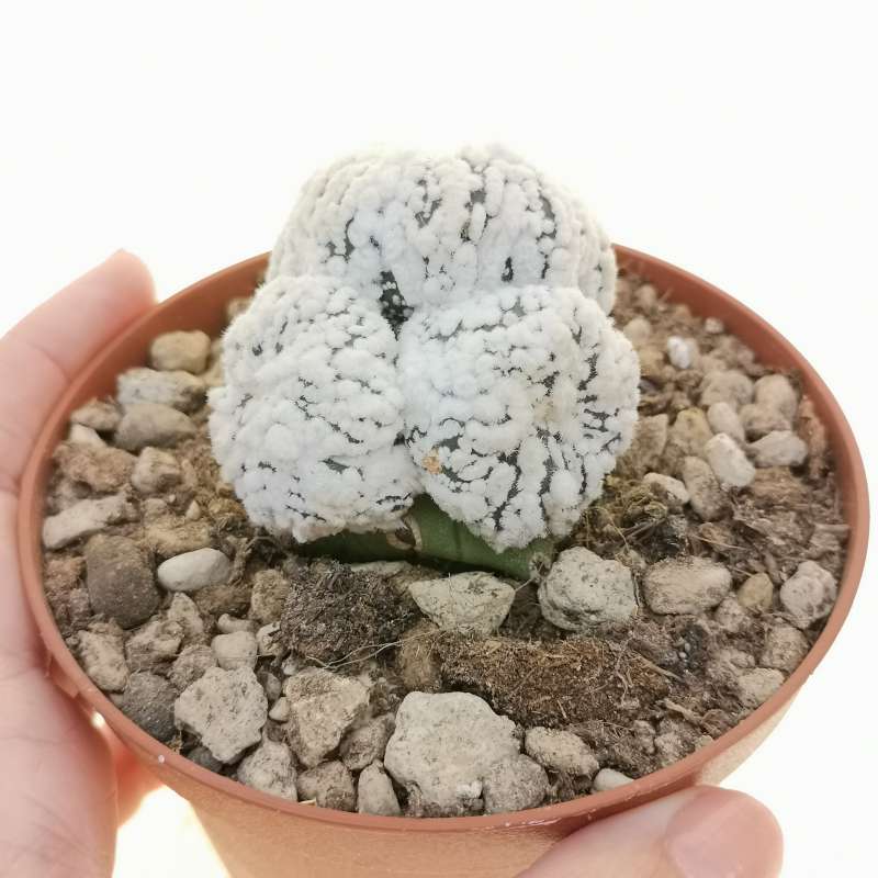 Astrophytum asterias hybrid (Superkabuto Snow Type) (CITES) - Giromagi