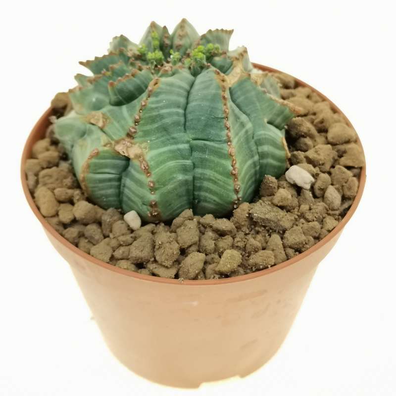 Euphorbia obesa cv. Rocky Mountain f. crestata (Rare form) 10 cm ...