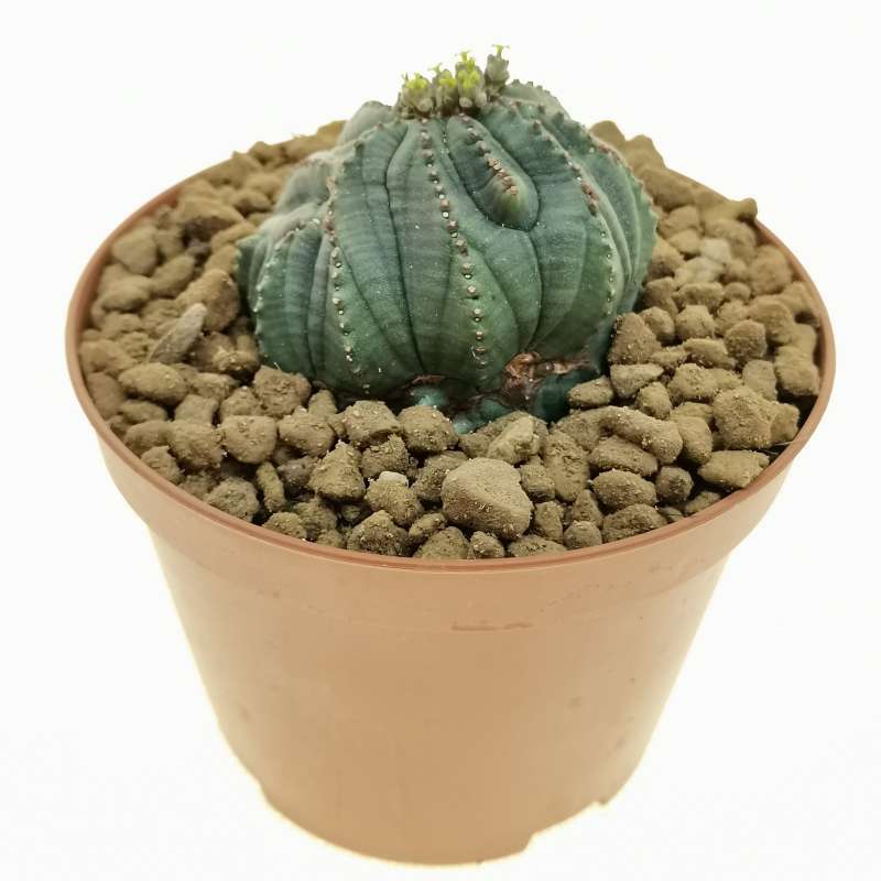 Euphorbia Obesa Cv. Rocky Mountain F. Crestata (rare Form) 10 Cm 