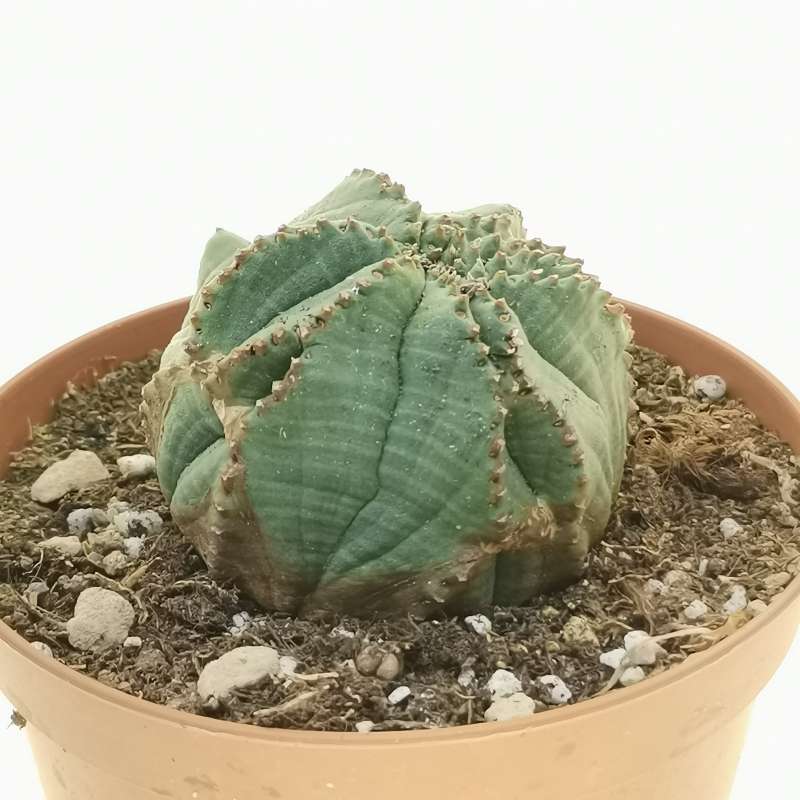 Euphorbia obesa 'Tiger form' f. crestata (Rare form) 10 cm ...