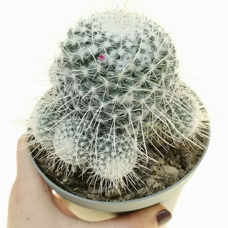 ワンピなど最旬ア mammillaria ノート] geminispina nobilis 白玉兎 geminispina (Mammillaria  白珠丸 希少 サボテン 多肉植物・サボテン bn-sports.co.jp