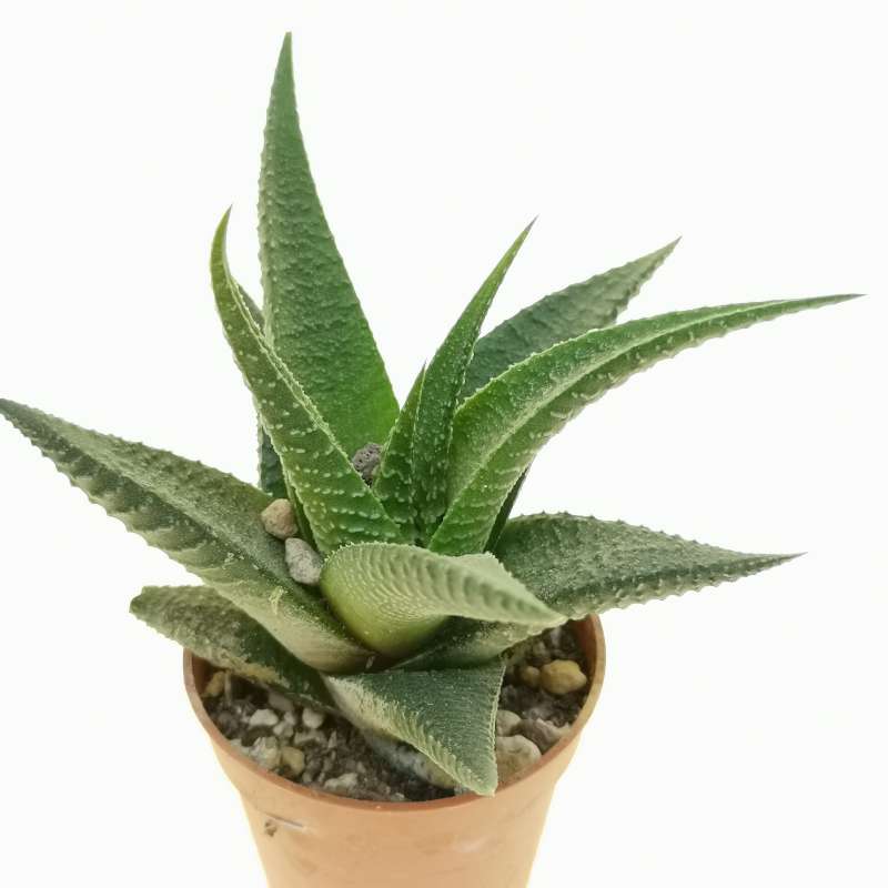 Haworthia limifolia x longiana 5,5 cm. | Aloaceae - Giromagi vendita ...