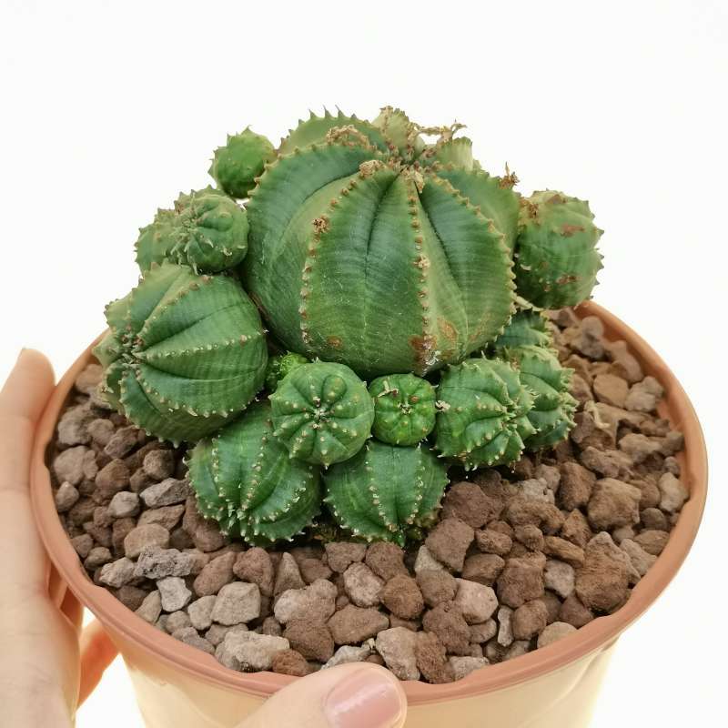 Euphorbia obesa f. prolifera (Rare form) 17 cm. | Euphorbiaceae ...