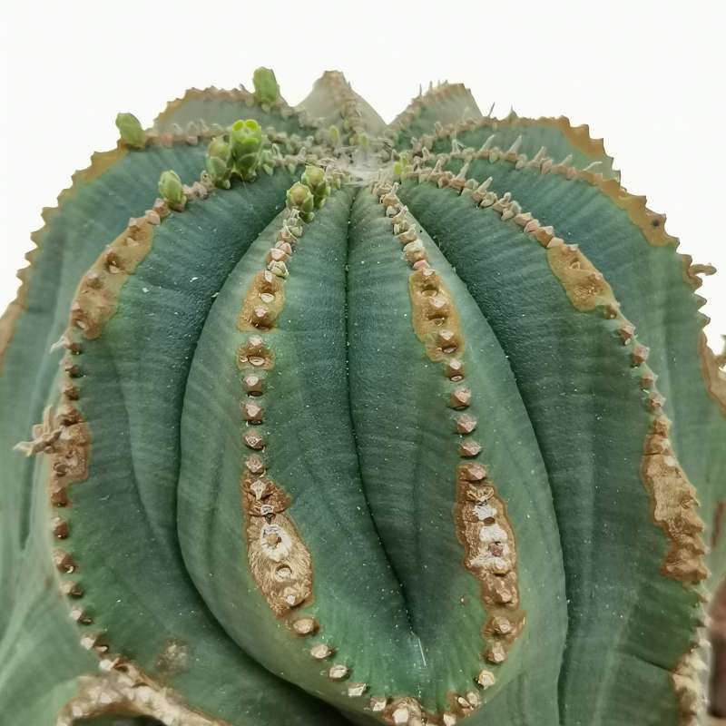 Euphorbia obesa (Old plant) 17 cm. | Euphorbiaceae - Giromagi vendita ...