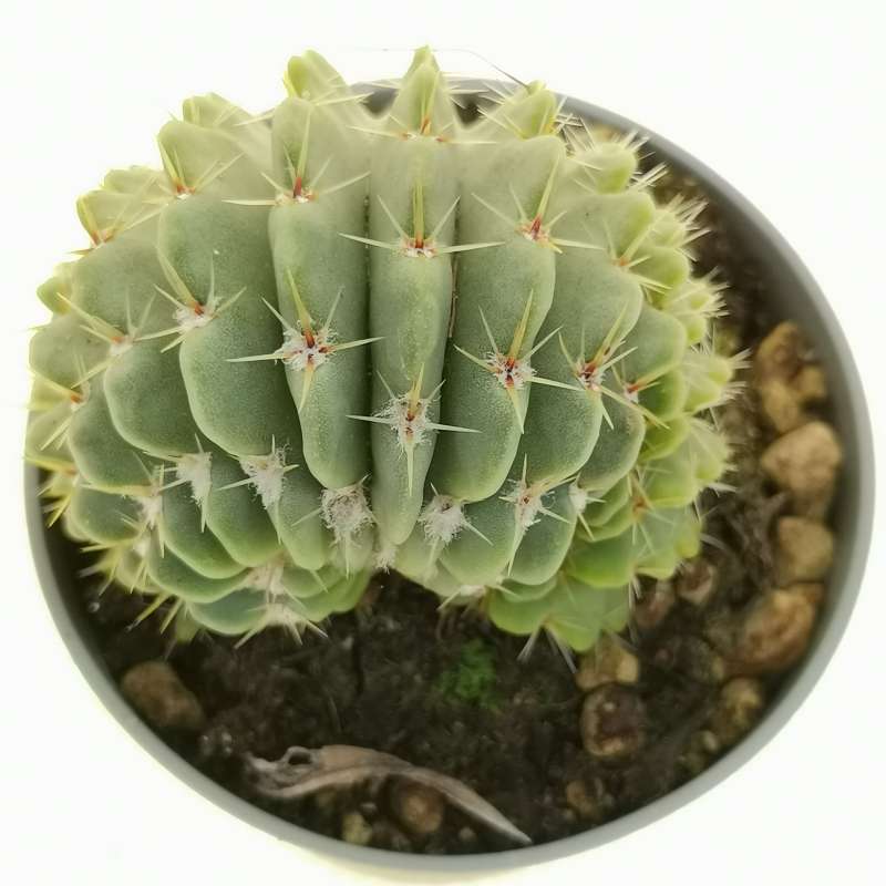 Notocactus buiningii f. crestata - Giromagi