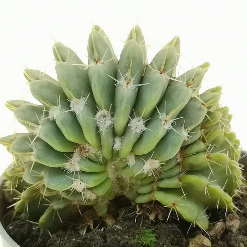 Notocactus buiningii f. crestata - Giromagi