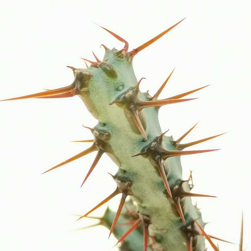 Euphorbia aeruginosa - Giromagi