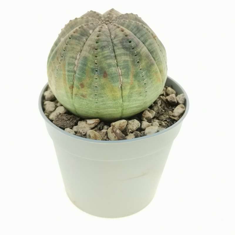 Euphorbia obesa (rare form) 6,5 cm. | Euphorbiaceae - Giromagi vendita ...