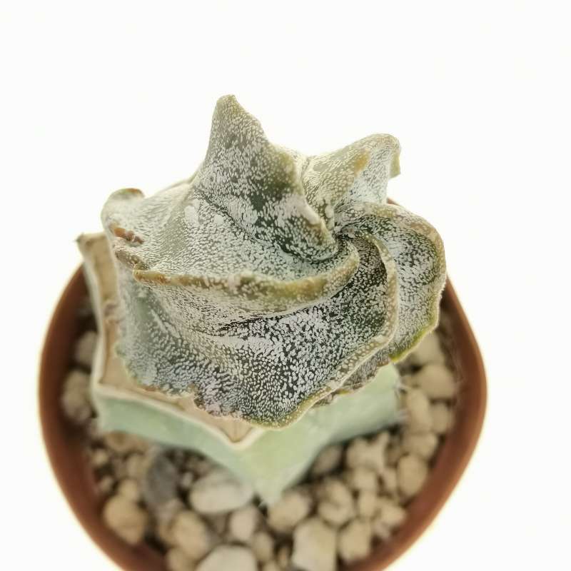 Astrophytum myriostigma cv. Hakuun Spiral Ribs 7,5 cm. | Cactaceae ...