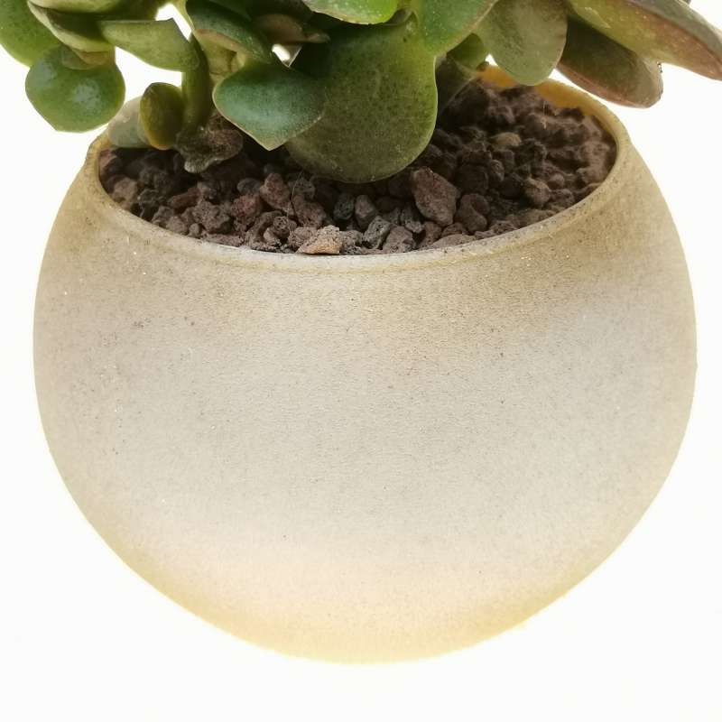 Pianta di Crassula ovata in vaso design di vetro - Giromagi