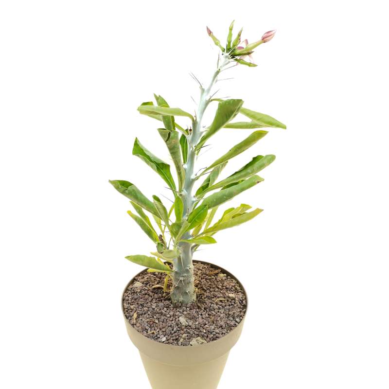 Pachypodium lealii ssp. saundersii - Giromagi