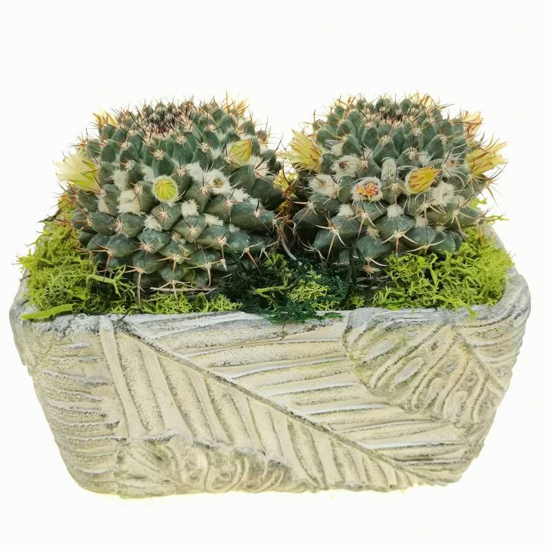 Pianta di Mammillaria karwinskiana in vaso design di ceramica - Giromagi