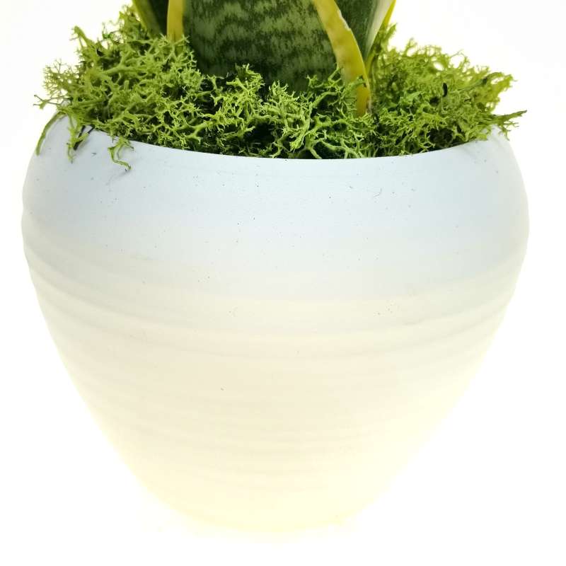 Pianta di Sansevieria trifasciata in vaso design di ceramica - Giromagi
