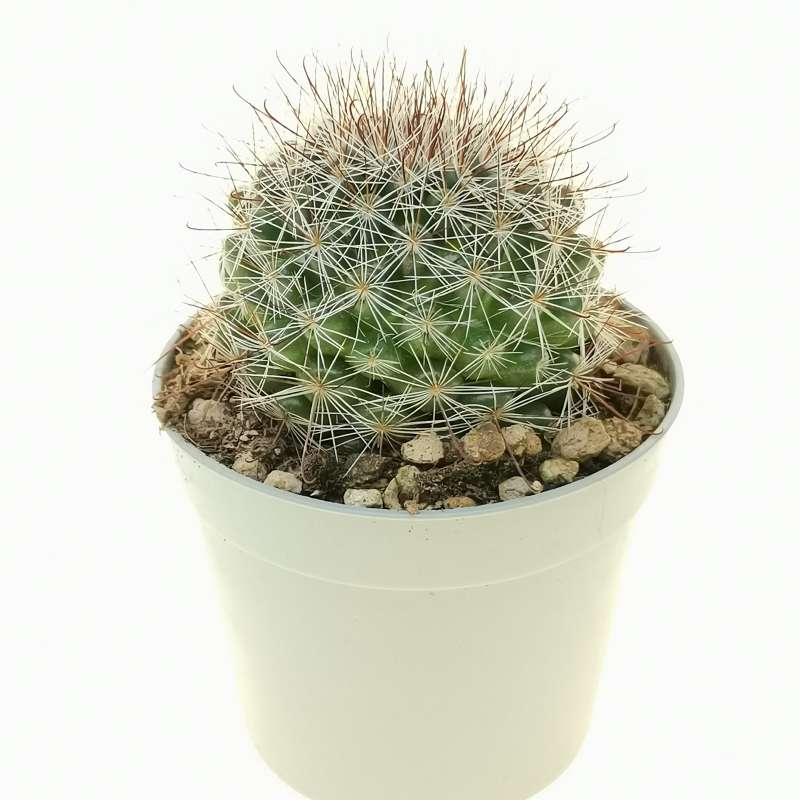 Mammillaria brevicrinita 6,5 cm. | Cactaceae - Giromagi vendita piante ...