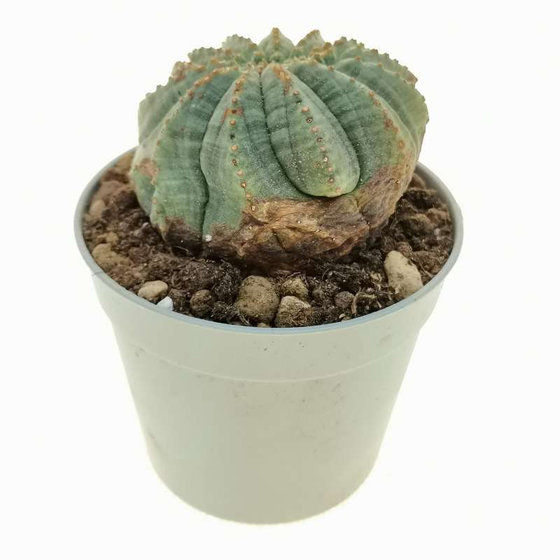 Euphorbia obesa cv. Rocky Mountain (Rare form) 6,5 cm. | Euphorbiaceae ...