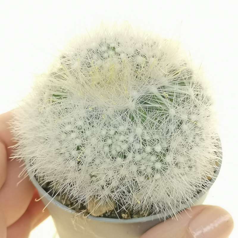 Mammillaria Senilis F. Mostruosa 6,5 Cm. | Cactaceae - Giromagi Vendita ...