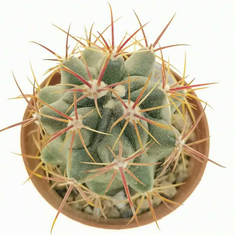 Ferocactus viridescens var. orcuttii 5,5 cm. | Cactaceae - Giromagi ...