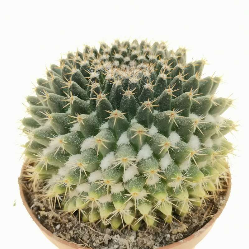 Mammillaria Compacticaulis 10 Cm. | Cactaceae - Giromagi Vendita Piante ...