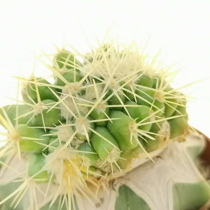 Echinocactus grusonii f. crestata - Giromagi