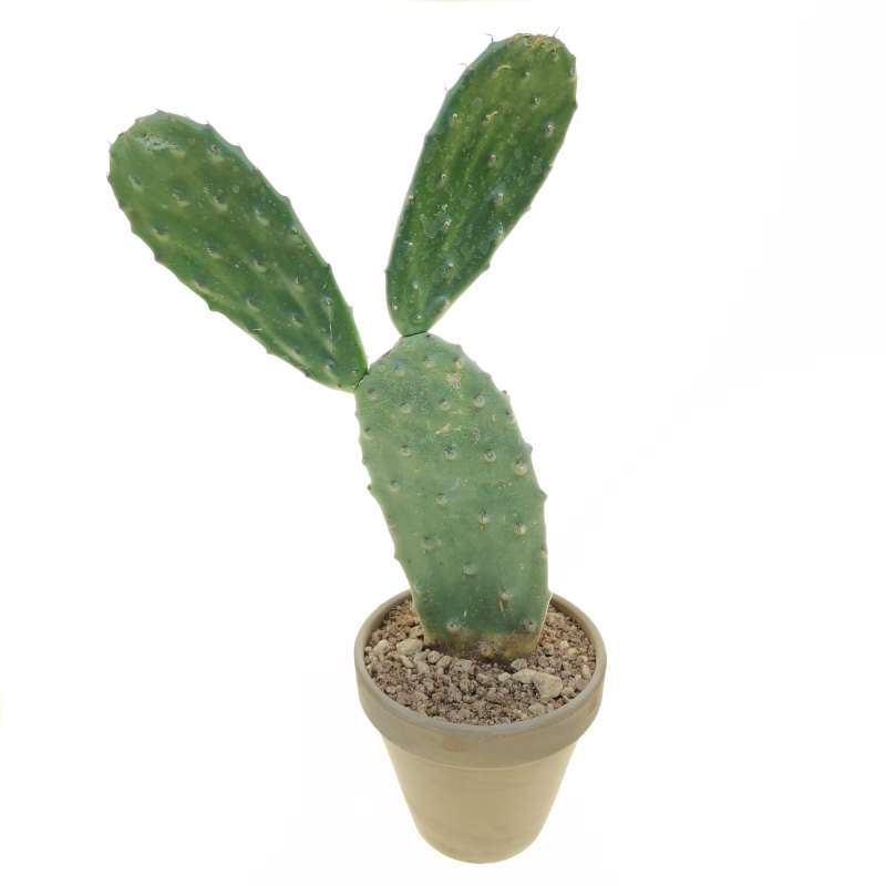 Opuntia tomentosa 13 cm. | Cactaceae - Giromagi vendita piante grasse