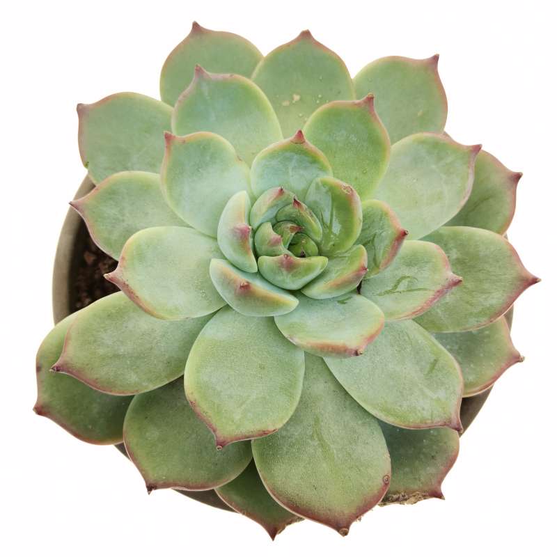 Echeveria chihuahuaensis 'Ruby Blush' 13 cm. | Crassulaceae - Giromagi ...