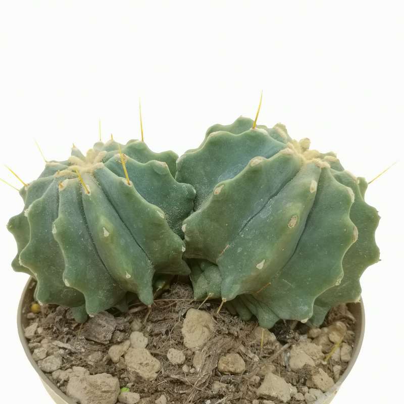 Ferocactus glaucescens f. inermis 14 cm. | Cactaceae - Giromagi vendita ...