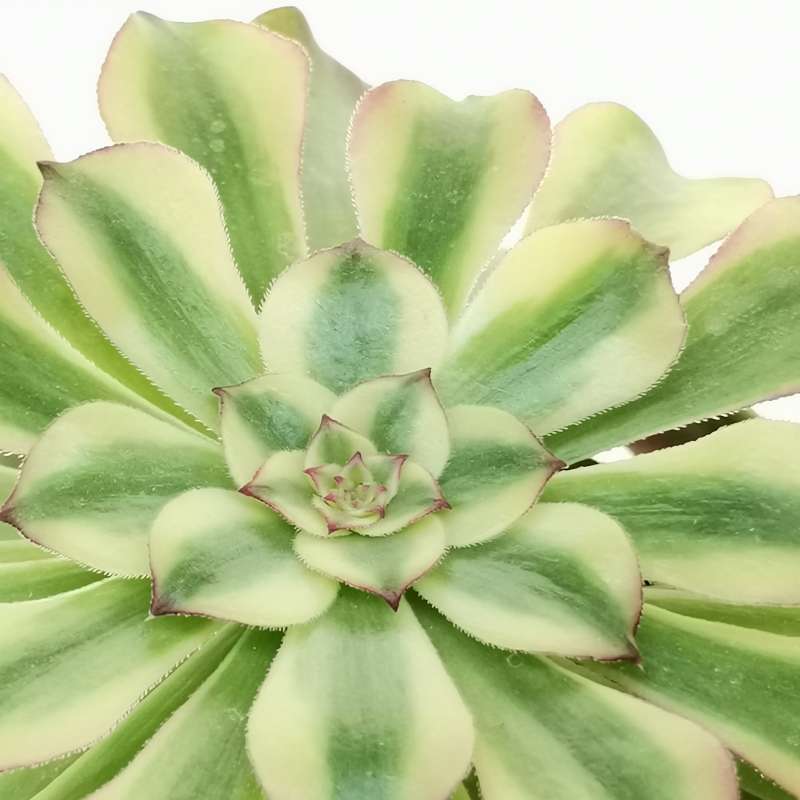 Aeonium Maggie 10 Cm. | Crassulaceae - Giromagi Vendita Piante Grasse