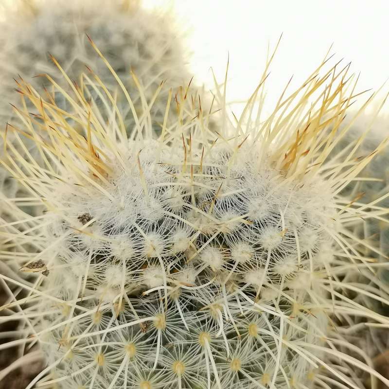 Mammillaria geminispina var. nobilis f. prolifera 14 cm. | Cactaceae ...