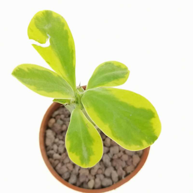 Euphorbia neriifolia f. variegata - Giromagi