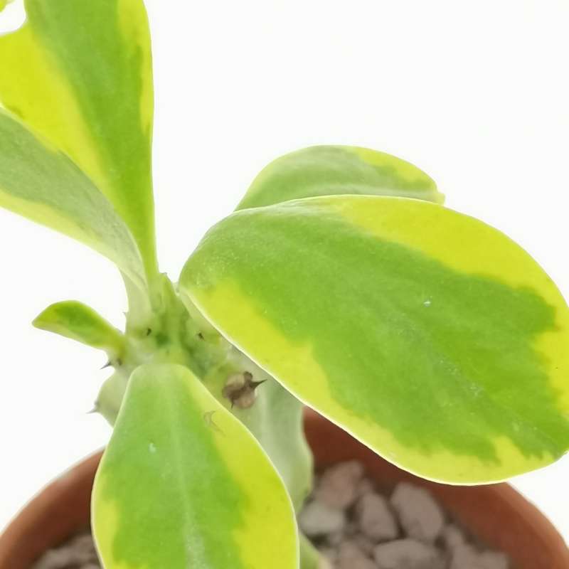 Euphorbia neriifolia f. variegata - Giromagi