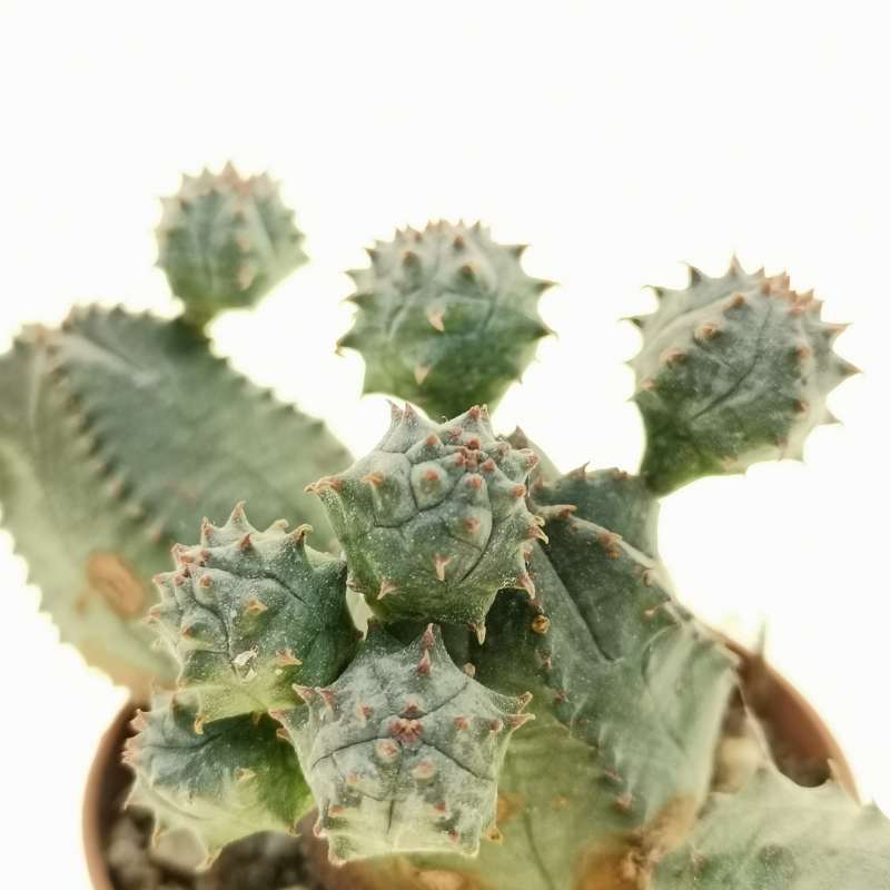 EUPHORBIA PSEUDOGLOBOSA Ø10CM - cactus - succulente - piante grasse vere  EUR 6,00 - PicClick IT