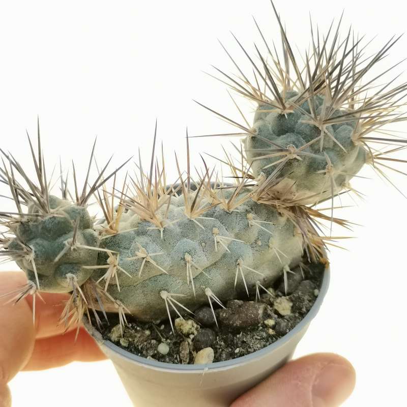 Tephrocactus Alexanderi F Crestata Cm Cactaceae Giromagi Vendita Piante Grasse