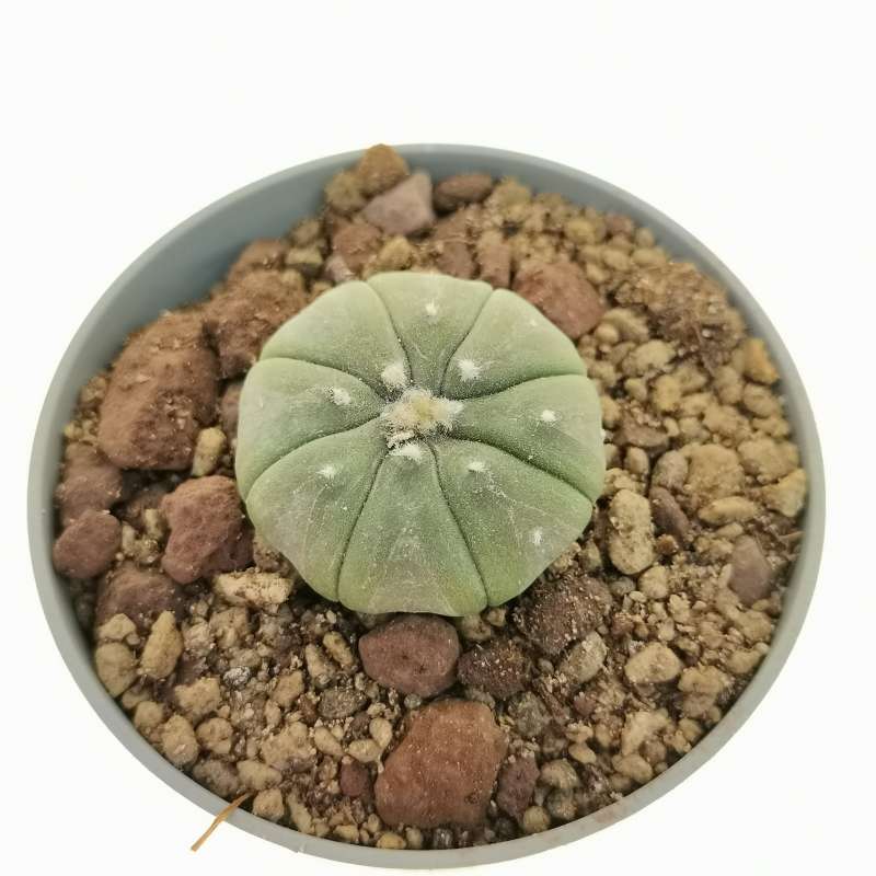 Astrophytum asterias hybrid (Star shape) (CITES) - Giromagi