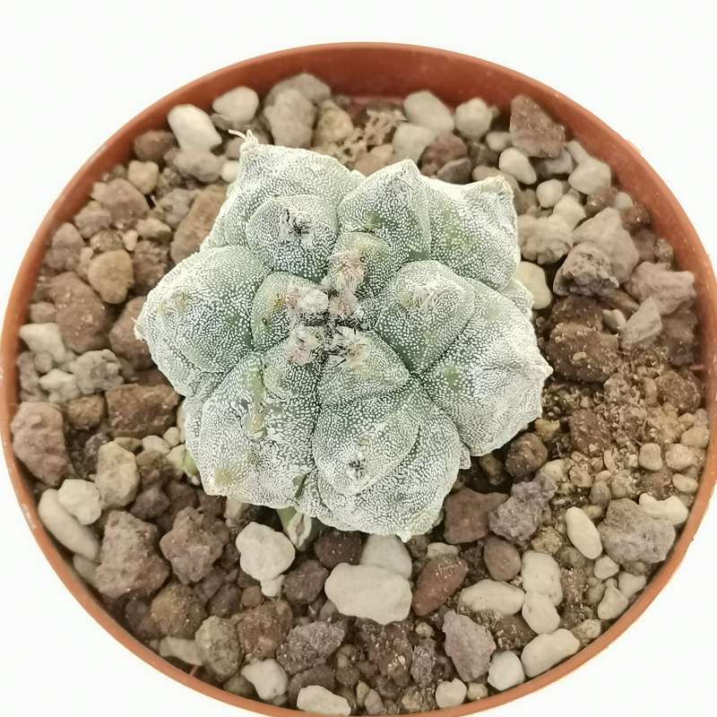 Astrophytum Myriostigma Cv Kikko 10 Cm Cactaceae Giromagi Vendita