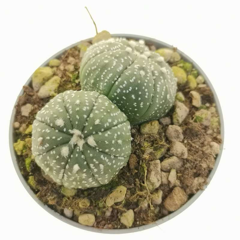 Astrophytum asterias hybrid f. dicotomica (CITES) - Giromagi