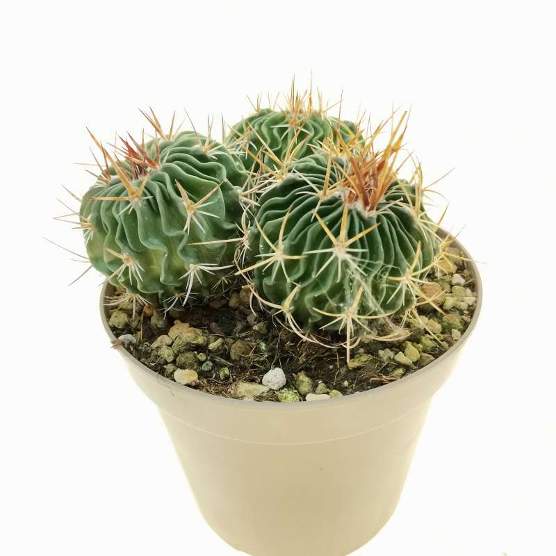 Echinofossulocactus Multicostatus 14 Cm. 