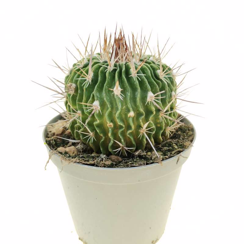 Echinofossulocactus gladiatus 14 cm. | Cactaceae - Giromagi vendita ...