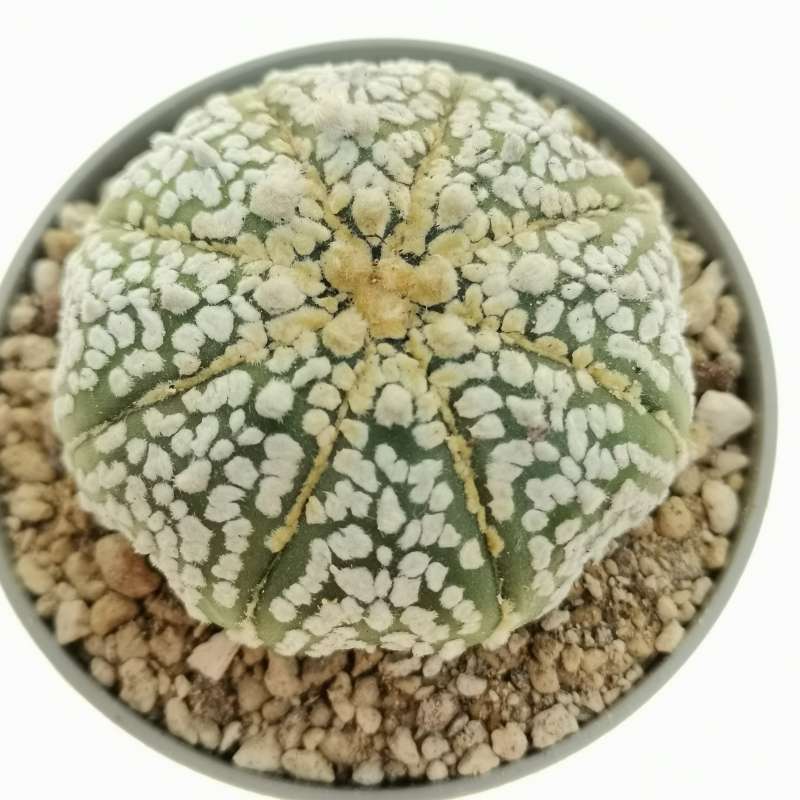 Astrophytum asterias hybrid (Superkabuto Star shape) (CITES) - Giromagi
